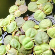 Load image into Gallery viewer, 1 CENT SAMPLE 2oz Mystery Floaters Sample-Aquatic Plants-Glass Grown-Glass Grown Aquatics-Aquarium live fish plants, decor