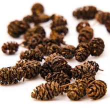 Load image into Gallery viewer, Organic Alder Cones-Aquarium Decor-Glass Grown Aquatics-Ten cones-Glass Grown Aquatics-Aquarium live fish plants, decor