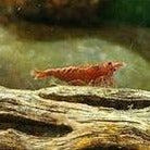 Load image into Gallery viewer, Organic Cholla Wood Logs-Aquarium Decor-Glass Grown-4"+-Glass Grown Aquatics-Aquarium live fish plants, decor