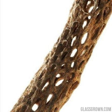 Load image into Gallery viewer, Organic Cholla Wood Logs-Aquarium Decor-Glass Grown-4"+-Glass Grown Aquatics-Aquarium live fish plants, decor