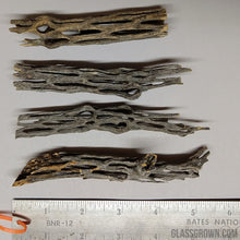 Load image into Gallery viewer, Organic Cholla Wood Logs-Aquarium Decor-Glass Grown-4"+-Glass Grown Aquatics-Aquarium live fish plants, decor