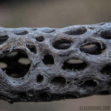 Load image into Gallery viewer, Organic Cholla Wood Logs-Aquarium Decor-Glass Grown-4"+-Glass Grown Aquatics-Aquarium live fish plants, decor