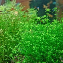 Load image into Gallery viewer, 1 CENT SAMPLE Pearlweed 2oz Portion-Aquatic Plants-Glass Grown-Glass Grown Aquatics-Aquarium live fish plants, decor