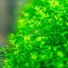 Load image into Gallery viewer, 1 CENT SAMPLE Pearlweed 2oz Portion-Aquatic Plants-Glass Grown-Glass Grown Aquatics-Aquarium live fish plants, decor
