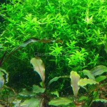 Load image into Gallery viewer, 1 CENT SAMPLE Pearlweed 2oz Portion-Aquatic Plants-Glass Grown-Glass Grown Aquatics-Aquarium live fish plants, decor