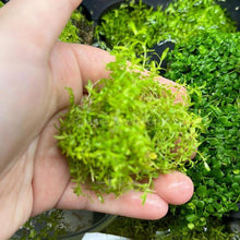Load image into Gallery viewer, 1 CENT SAMPLE Pearlweed 2oz Portion-Aquatic Plants-Glass Grown-Glass Grown Aquatics-Aquarium live fish plants, decor