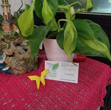 Load image into Gallery viewer, Philodendron 'Brasil'-Aquatic Plants-Glass Grown-Single Bare-Root Stem-Glass Grown Aquatics-Aquarium live fish plants, decor