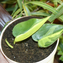 Load image into Gallery viewer, Philodendron 'Brasil'-Aquatic Plants-Glass Grown-Single Bare-Root Stem-Glass Grown Aquatics-Aquarium live fish plants, decor