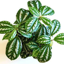 Load image into Gallery viewer, Pilea Aluminum Plant-Indoor & Outdoor Plants-Glass Grown-Glass Grown Aquatics-Aquarium live fish plants, decor