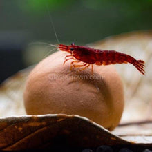 Load image into Gallery viewer, Pollen Shrimp Enrichment Pack-Aquarium Decor-Glass Grown Aquatics-Sure!-5x Clay and 5x Tourmaline-Glass Grown Aquatics-Aquarium live fish plants, decor