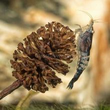 Load image into Gallery viewer, Pollen Shrimp Enrichment Pack-Aquarium Decor-Glass Grown Aquatics-Sure!-5x Clay and 5x Tourmaline-Glass Grown Aquatics-Aquarium live fish plants, decor