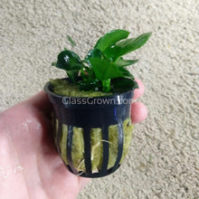 Load image into Gallery viewer, Potted Anubias Barteri-Aquatic Plants-Glass Grown-Glass Grown Aquatics-Aquarium live fish plants, decor