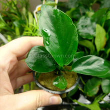 Load image into Gallery viewer, Potted Anubias Barteri-Aquatic Plants-Glass Grown-Glass Grown Aquatics-Aquarium live fish plants, decor
