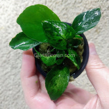 Load image into Gallery viewer, Potted Anubias Barteri-Aquatic Plants-Glass Grown-Glass Grown Aquatics-Aquarium live fish plants, decor