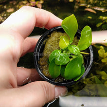 Load image into Gallery viewer, Potted Anubias Nana Gold-Aquatic Plants-Glass Grown-Glass Grown Aquatics-Aquarium live fish plants, decor