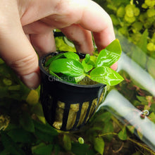 Load image into Gallery viewer, 1 CENT SAMPLE Full Size Potted Mystery Plant-Aquatic Plants-Glass Grown Aquatics-Glass Grown Aquatics-Aquarium live fish plants, decor