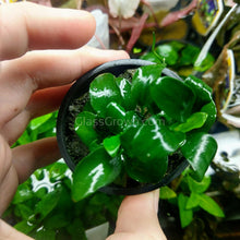 Load image into Gallery viewer, Potted Anubias Nana Petite-Aquatic Plants-Glass Grown-Glass Grown Aquatics-Aquarium live fish plants, decor