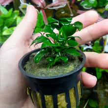 Load image into Gallery viewer, Potted Anubias Nana Petite-Aquatic Plants-Glass Grown-Glass Grown Aquatics-Aquarium live fish plants, decor