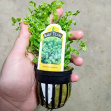 Load image into Gallery viewer, Potted Baby Tears-Aquatic Plants-Glass Grown-Glass Grown Aquatics-Aquarium live fish plants, decor