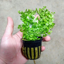 Load image into Gallery viewer, Potted Baby Tears-Aquatic Plants-Glass Grown-Glass Grown Aquatics-Aquarium live fish plants, decor