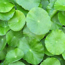 Load image into Gallery viewer, Potted Brazilian Pennywort-Aquatic Plants-Glass Grown-Glass Grown Aquatics-Aquarium live fish plants, decor