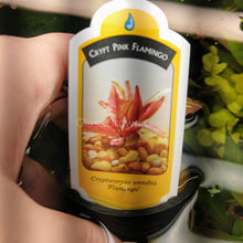 Load image into Gallery viewer, Potted Cryptocoryne Wendtii Flamingo-Aquatic Plants-Glass Grown-Glass Grown Aquatics-Aquarium live fish plants, decor