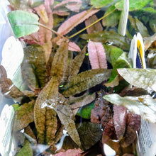 Load image into Gallery viewer, Potted Cryptocoryne Wendtii Flamingo-Aquatic Plants-Glass Grown-Glass Grown Aquatics-Aquarium live fish plants, decor