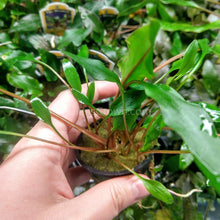 Load image into Gallery viewer, Potted Cryptocoryne Lutea-Aquatic Plants-Glass Grown-Glass Grown Aquatics-Aquarium live fish plants, decor