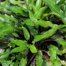Load image into Gallery viewer, Potted Cryptocoryne Wendtii Green-Aquatic Plants-Glass Grown-Glass Grown Aquatics-Aquarium live fish plants, decor