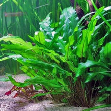 Load image into Gallery viewer, Potted Cryptocoryne Wendtii Green-Aquatic Plants-Glass Grown-Glass Grown Aquatics-Aquarium live fish plants, decor