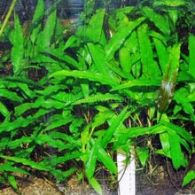 Load image into Gallery viewer, Potted Cryptocoryne Wendtii Green-Aquatic Plants-Glass Grown-Glass Grown Aquatics-Aquarium live fish plants, decor
