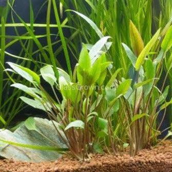 Potted Cryptocoryne Wendtii Red-Aquatic Plants-Glass Grown-Glass Grown Aquatics-Aquarium live fish plants, decor