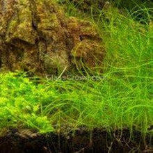 Load image into Gallery viewer, Potted Dwarf Hairgrass Clump-Aquatic Plants-Glass Grown Aquatics-Glass Grown Aquatics-Aquarium live fish plants, decor