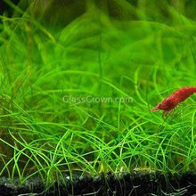 Load image into Gallery viewer, Potted Dwarf Hairgrass Clump-Aquatic Plants-Glass Grown Aquatics-Glass Grown Aquatics-Aquarium live fish plants, decor