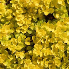 Load image into Gallery viewer, Potted Golden lloydiella Golden Jenny-Aquatic Plants-Glass Grown-Glass Grown Aquatics-Aquarium live fish plants, decor