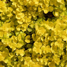 Load image into Gallery viewer, Potted Golden lloydiella Golden Jenny-Aquatic Plants-Glass Grown-Glass Grown Aquatics-Aquarium live fish plants, decor