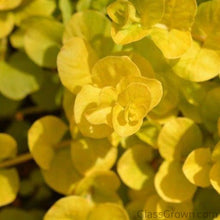 Load image into Gallery viewer, Potted Golden lloydiella Golden Jenny-Aquatic Plants-Glass Grown-Glass Grown Aquatics-Aquarium live fish plants, decor