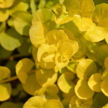 Load image into Gallery viewer, 1 CENT SAMPLE Golden lloydiella 'Golden Jenny' Stem-Aquatic Plants-Glass Grown-Glass Grown Aquatics-Aquarium live fish plants, decor