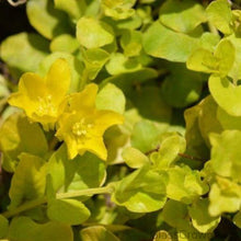 Load image into Gallery viewer, Potted Golden lloydiella Golden Jenny-Aquatic Plants-Glass Grown-Glass Grown Aquatics-Aquarium live fish plants, decor