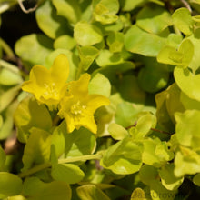 Load image into Gallery viewer, 1 CENT SAMPLE Golden lloydiella 'Golden Jenny' Stem-Aquatic Plants-Glass Grown-Glass Grown Aquatics-Aquarium live fish plants, decor