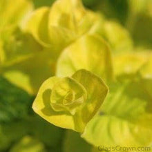 Load image into Gallery viewer, Potted Golden lloydiella Golden Jenny-Aquatic Plants-Glass Grown-Glass Grown Aquatics-Aquarium live fish plants, decor