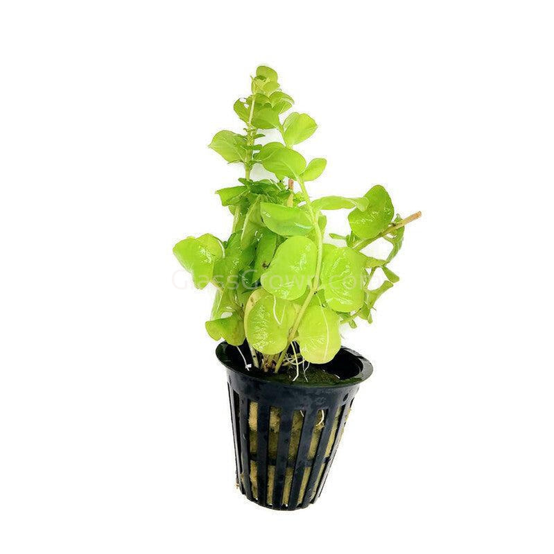 Potted Golden lloydiella Golden Jenny – Glass Grown Aquatics