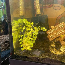 Load image into Gallery viewer, Potted Golden lloydiella Golden Jenny-Aquatic Plants-Glass Grown-Glass Grown Aquatics-Aquarium live fish plants, decor