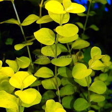 Load image into Gallery viewer, Potted Golden lloydiella Golden Jenny-Aquatic Plants-Glass Grown-Glass Grown Aquatics-Aquarium live fish plants, decor