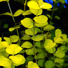 Load image into Gallery viewer, Potted Golden lloydiella Golden Jenny-Aquatic Plants-Glass Grown-Glass Grown Aquatics-Aquarium live fish plants, decor
