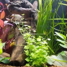 Load image into Gallery viewer, Potted Hydrocotyle tripartita Japan-Aquatic Plants-Glass Grown-Glass Grown Aquatics-Aquarium live fish plants, decor