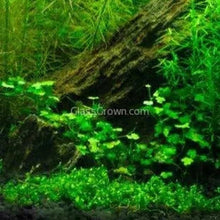 Load image into Gallery viewer, Potted Hydrocotyle tripartita Japan-Aquatic Plants-Glass Grown-Glass Grown Aquatics-Aquarium live fish plants, decor