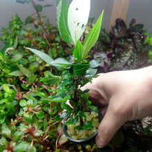 Load image into Gallery viewer, Potted Hygro corymbosa Compacta-Aquatic Plants-Glass Grown-Glass Grown Aquatics-Aquarium live fish plants, decor
