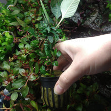 Load image into Gallery viewer, Potted Hygro corymbosa Compacta-Aquatic Plants-Glass Grown-Glass Grown Aquatics-Aquarium live fish plants, decor