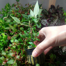 Load image into Gallery viewer, Potted Hygro corymbosa Compacta-Aquatic Plants-Glass Grown-Glass Grown Aquatics-Aquarium live fish plants, decor